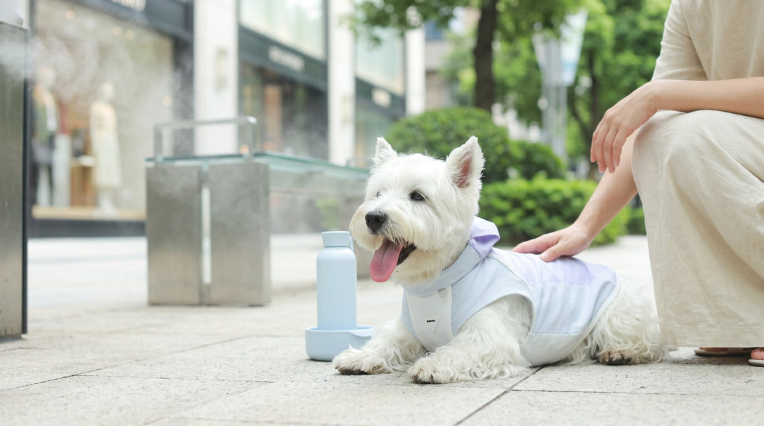 Cane e Caldo Estivo: 7 Strategie Efficaci per Proteggerlo dal Colpo di Calore