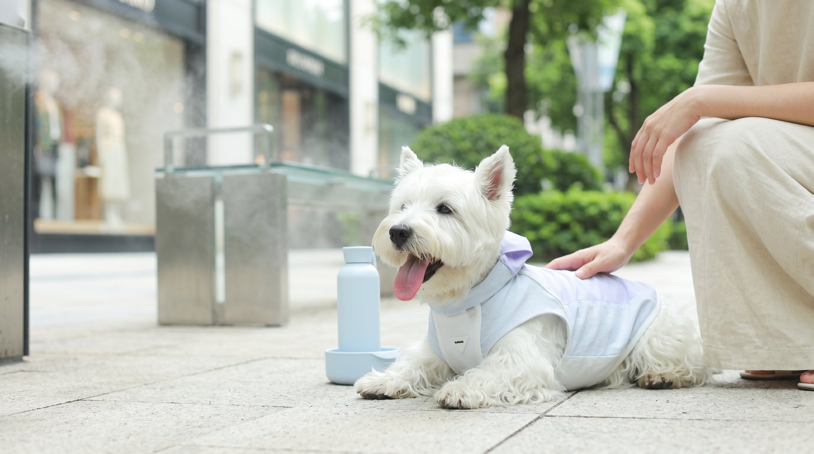 Cane e Caldo Estivo: 7 Strategie Efficaci per Proteggerlo dal Colpo di Calore