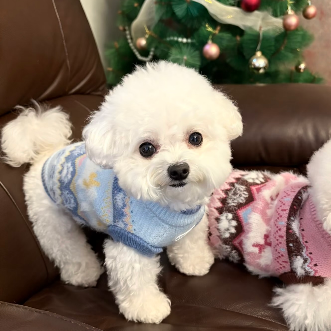 Maglione Fair Isle con Fantasia Cagnolini e Zampette - Azzurro