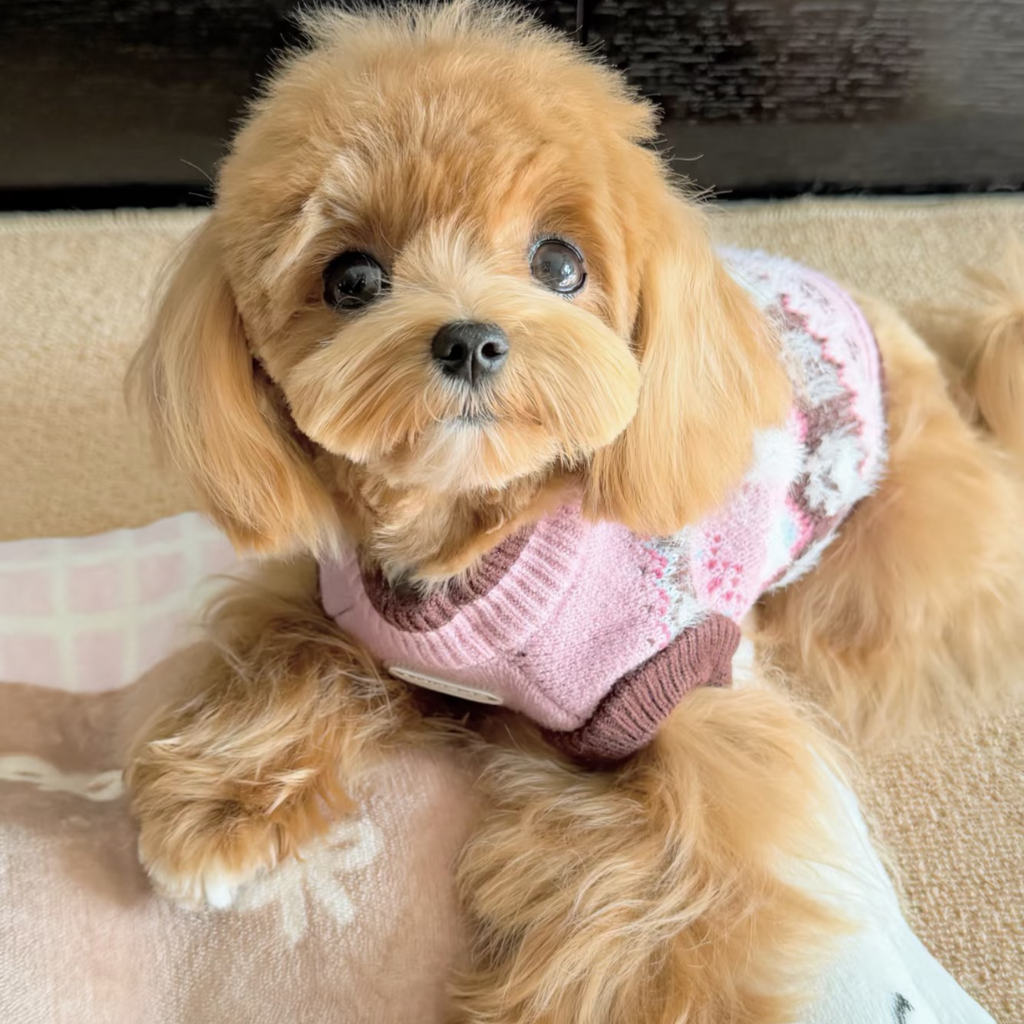 Maglione Fair Isle con Fantasia Cagnolini e Zampette - Rosa
