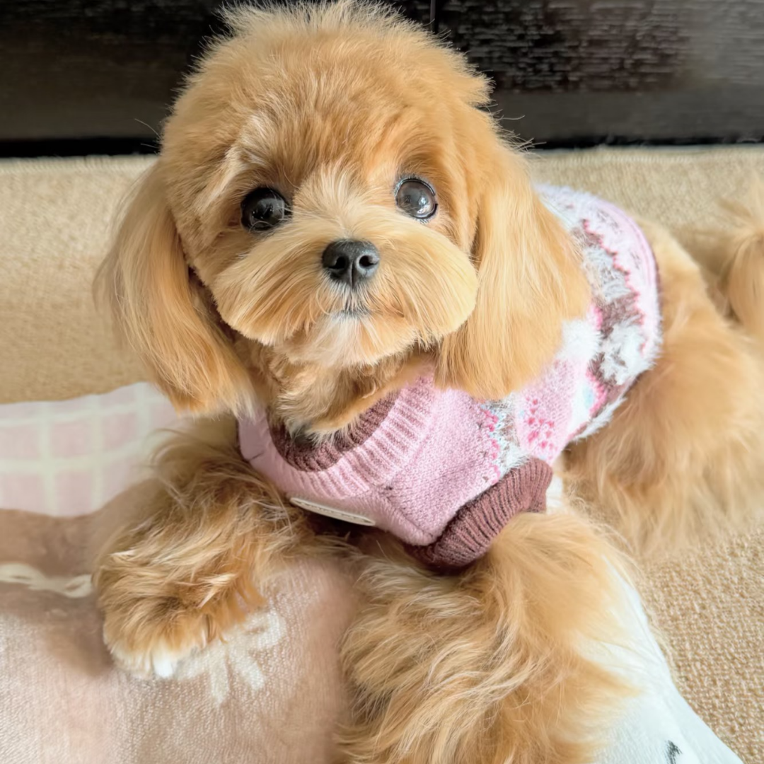 Maglione Fair Isle con Fantasia Cagnolini e Zampette - Rosa