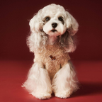 Maglioncino Gilet con Stampa Cagnolino Orecchie 3D