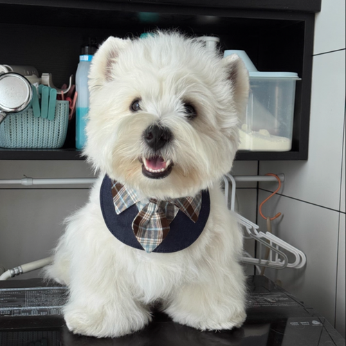 Bandana con Cravatta Stile Professionale Bavaglino per Cani Gatti
