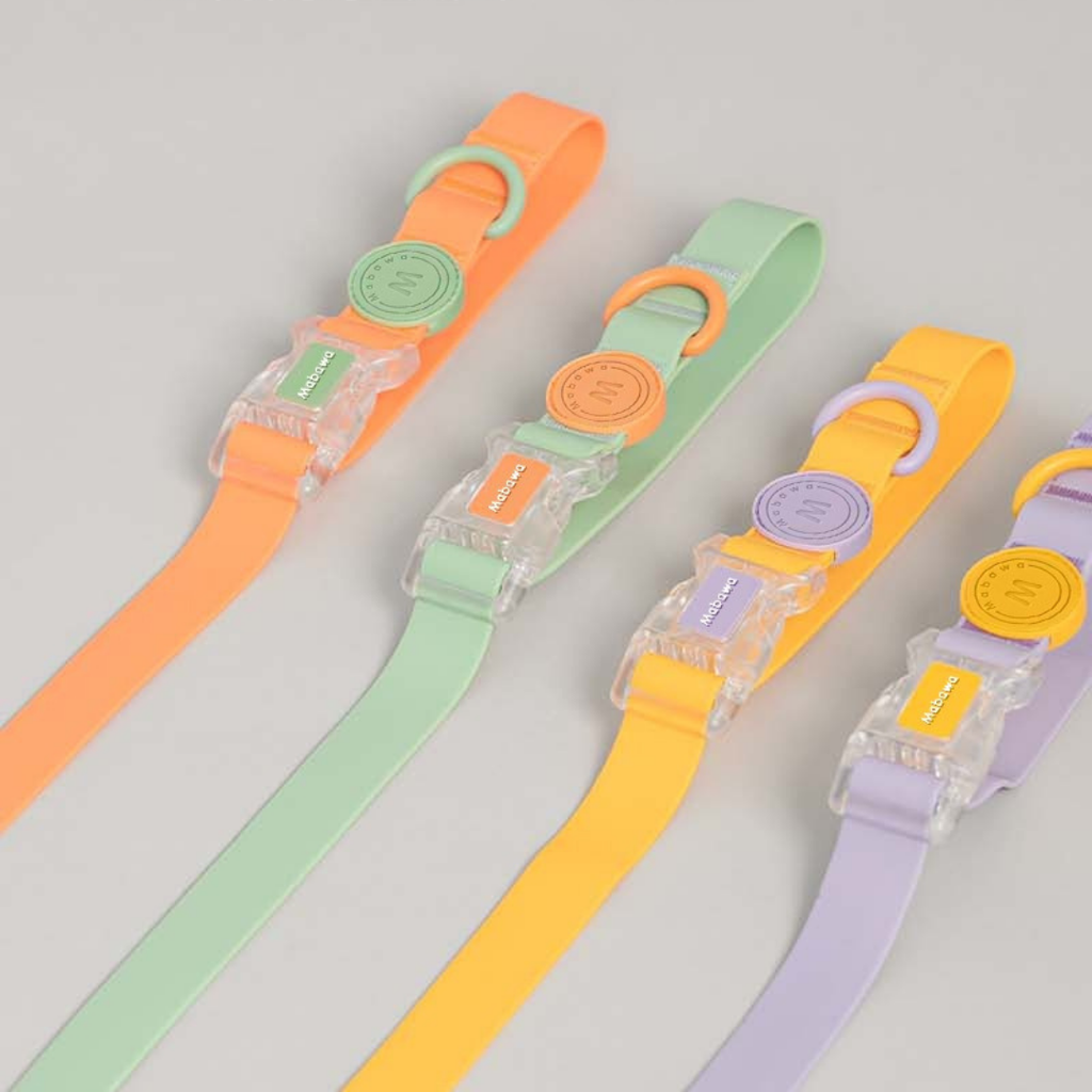 Set Collare + Guinzaglio Impermeabile Resistente Fibbia Trasparente