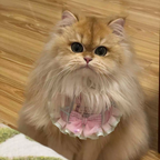 Meow BuBu Handmade Bandana - Collezione Sogni di Sakura