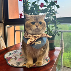 Bandana Triangolare in Denim con Fiocco a Fantasia Omino di Pan di Zenzero