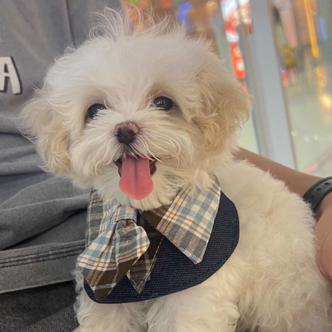 Bandana con Cravatta Stile Professionale Bavaglino per Cani Gatti