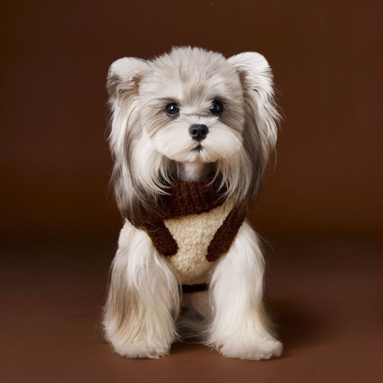 Maglioncino Gilet con Collo Alto Reversibile Stampa Cagnolini 10% Lana