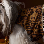 Vestito Leopardato con Catena Strass Abito Elegante Moderno