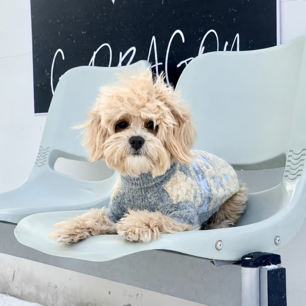 maglioncino invernale per cani vista frontale