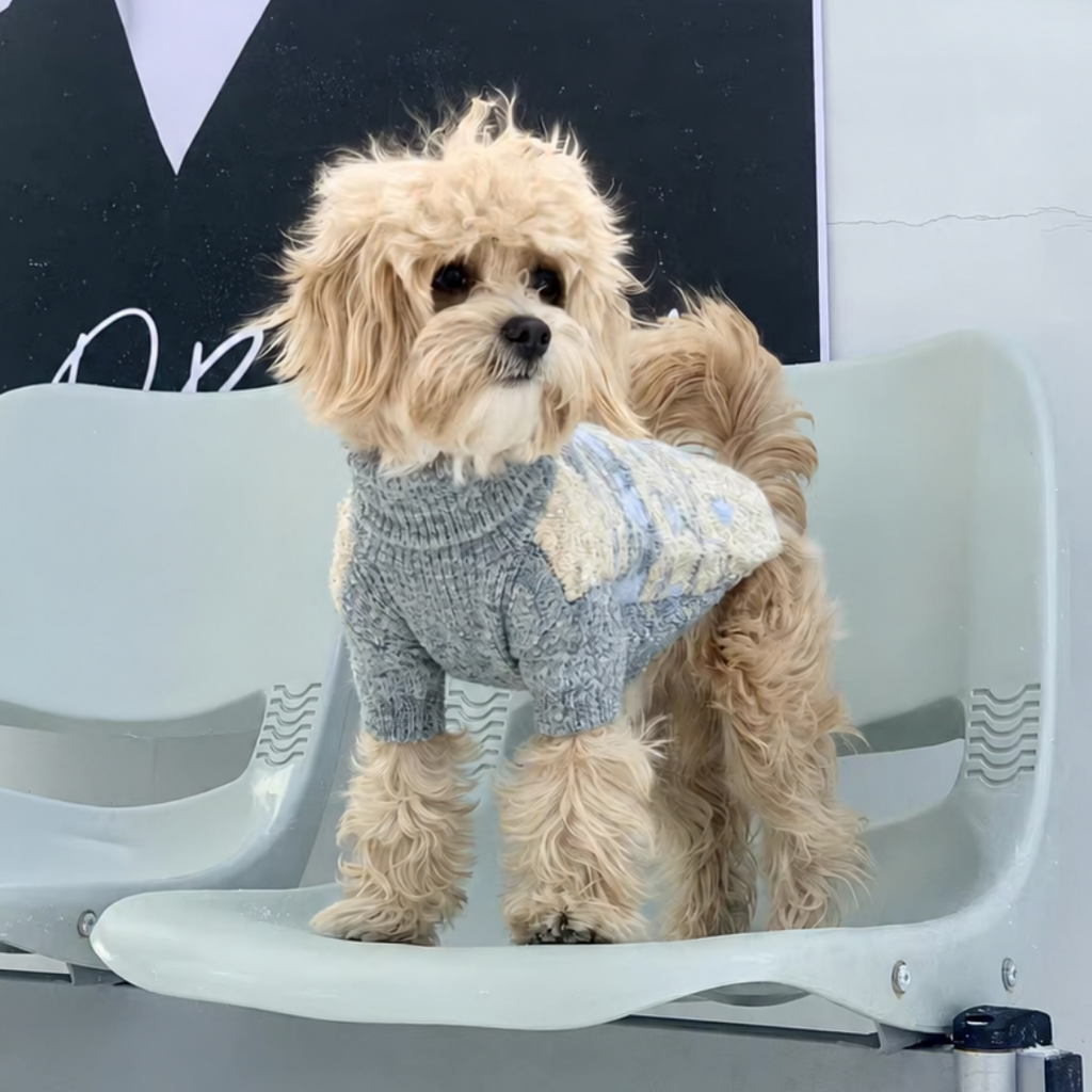 cane con maglione invernale a due zampe collo alto