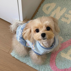 Maglione Fair Isle con Fantasia Cagnolini e Zampette - Azzurro