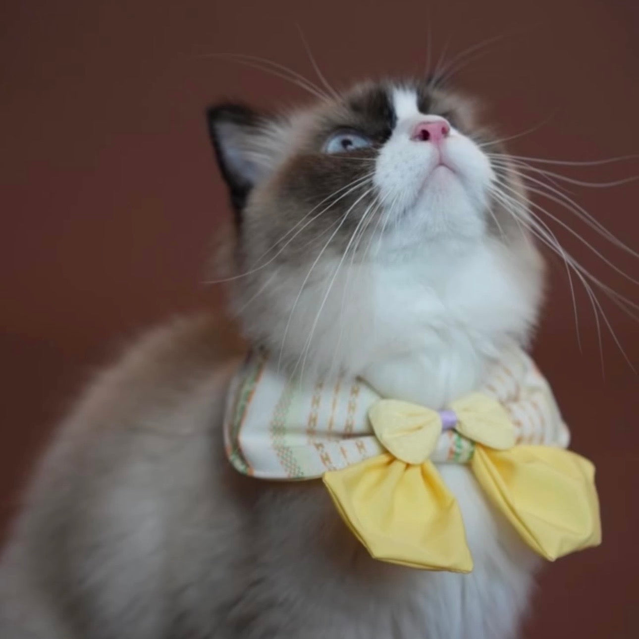 Meow BuBu Handmade Bandana - Collezione Aroma di Limone